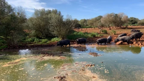 Typical black pig from Mallorca in a natural ecological farm. Stock Footage 129902980