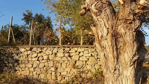 Typical boundary wall with trees in rural Bulgaria Vídeos de archivo 97207148