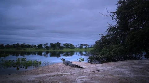 Typical Brasilian Caiman 2 Stock Footage 70160867