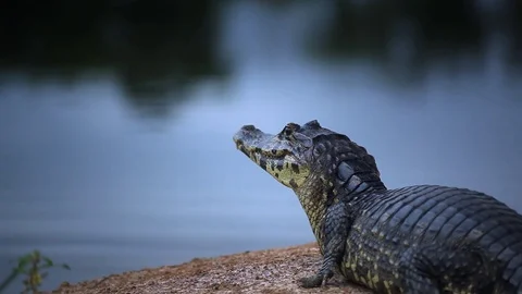 Typical Brasilian Caiman Video stock 70162241