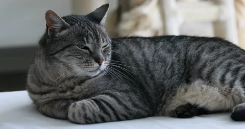 Typical brindle cat relaxed on his kennel Stock Footage 157797585