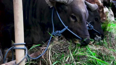 Typical bulls of eastern Indonesia. Stock Footage 244704463