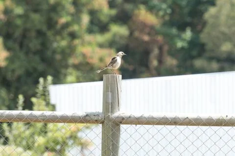 Typical Chilean bird called Tenca perched on the column of the protection of  Stock Photos