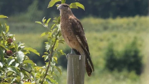 Typical Chilean bird called Tiuque, is very similar to the harrier. This bird Stock Footage 126078622