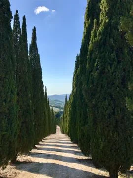 Typical country road in Tuscany lined with cypress trees Stock Photos