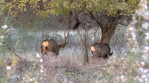Typical Courting Mule Deer Buck Walks to Doe Under Tree Stock Footage 49557500