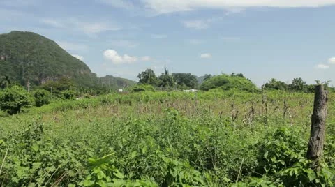 Typical cuban landscape Stock Footage 12185161