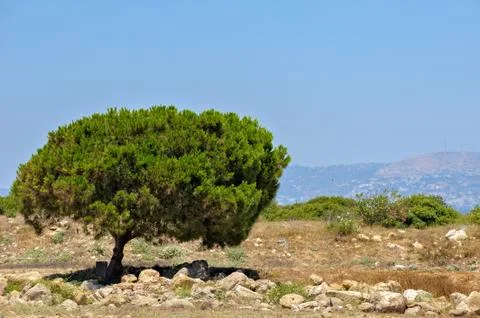 Typical cyprus landscape Stock Photos