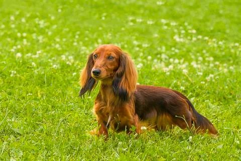 Typical Dachshund Close-up Stock Photos