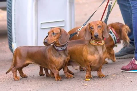 Typical Dachshund Close-up Stock Photos