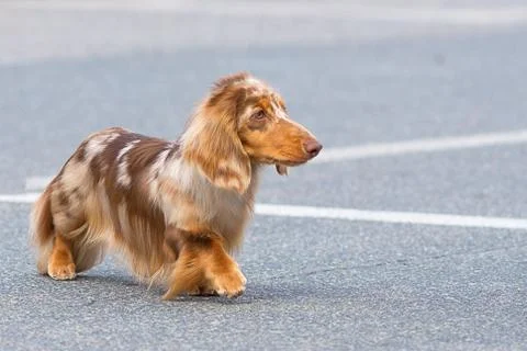 Typical Dachshund Close-up Stock Photos