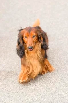 Typical Dachshund Close-up Stock Photos