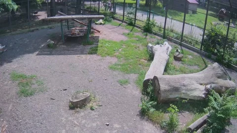 A typical day of tigers in a cage Stock Footage 156793816