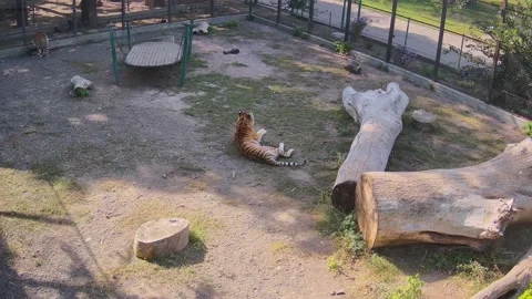 A typical day of tigers in a cage Stock Footage 162732234