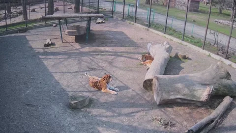 Typical day of two tigers in the cage Stock Footage 152246515