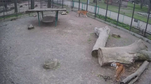 A typical day of wild tigers Stock Footage 152246608