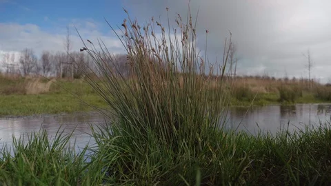 Typical dutch grasses moving by the wind.  Stock Footage 129230159