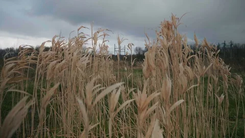 Typical dutch grasses moving by the wind.  Stock Footage 129230250