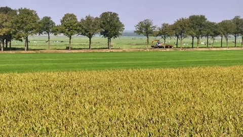 Typical Dutch landscape with a field of grass, a provincial road with trees and Video stock 286118266