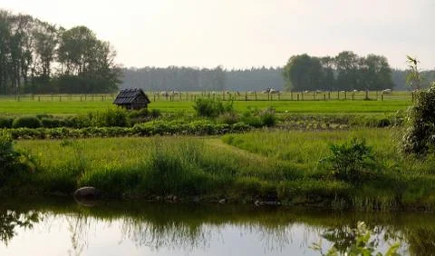 Typical dutch landscape in the summer Stock Photos