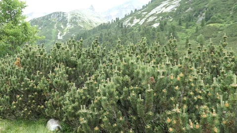 Typical dwarf mountain pine (Pinus mugo) in austrian alps region 動画素材 122127442