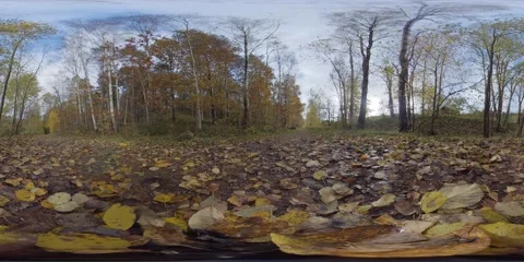 Typical Fall Day, Deciduous Forest, Autumn Leaves on Ground, Low Angle - 360 VR Stock Footage 149984095