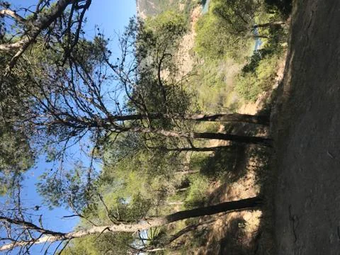 Typical flora in the mountains Stock Photos