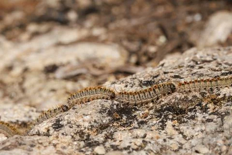 Typical formation of the pine processionary caterpillar camouflaged on rock Stock Photos
