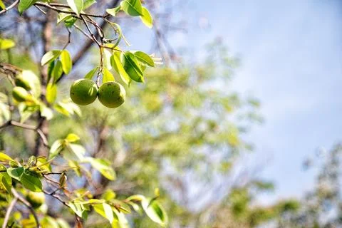 A typical fruit of the savannah Stock Photos