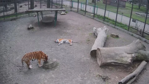 Typical gloomy day of two tigers Stock Footage 152246514