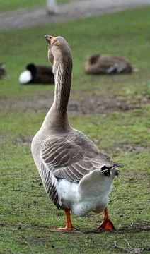 Typical goose walk Stock Photos