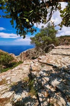 Typical Greek landscape. Paved path, hills, bushes. Big olive, mastic or laurel Stock Photos