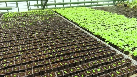 Typical greenhouse for year-round growing flower seedlings for flower beds Stock Footage 244971472