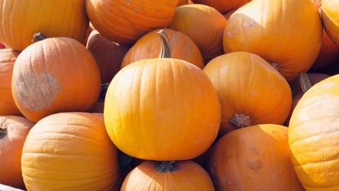The typical Halloween pumpkins Vidéo 97161900
