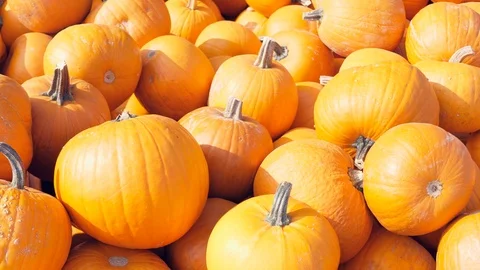 The typical Halloween pumpkins 스톡 동영상 97162313