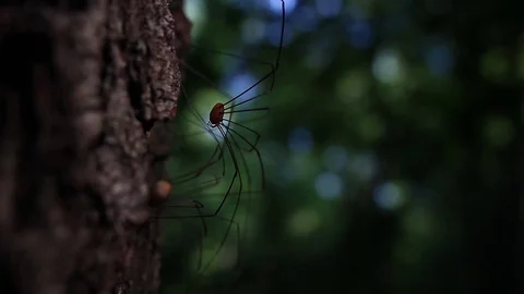 A typical harvestman spider, more commonly known as daddy longlegs on the sid Stock Footage 88488755