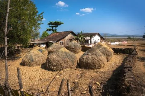 Typical hayloft in India. Haystack and farmer's house. The life of the poor p 写真素材