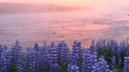 Typical Icelandic Landscape With Field Of Blooming Lupine Flowers Stock Footage