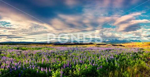 Typical Icelandic landscape with field of blooming lupine flowers in the June Stock Photos