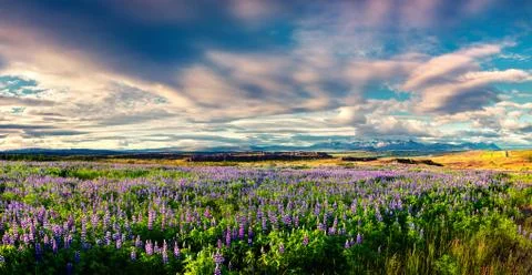 Typical Icelandic landscape with field of blooming lupine flowers in the June Stock Photos