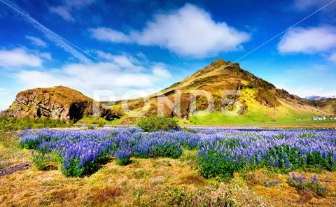 Typical Icelandic landscape with field jf blooming lupine flowers in the June Stock Photos