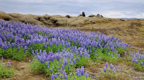 A typical Icelandic landscape with fields of blooming lupine and moss on lava Stock Footage 67095859