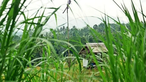 Typical Indonesian View Volcano Rice Fields 4k Stock Footage 70762301