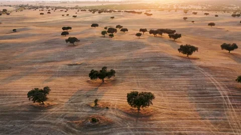 Typical landscape of Alentejo Stock Footage 150090024