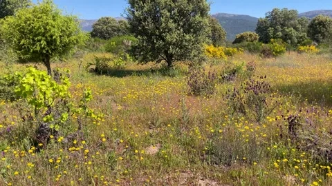 Typical landscape of the Central System, Sierra de Gredos, Spain in spring Stock-Footage 282727957