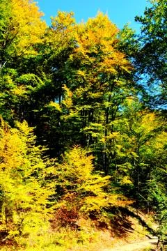 Typical landscape in the forests of Transylvania Stock Photos