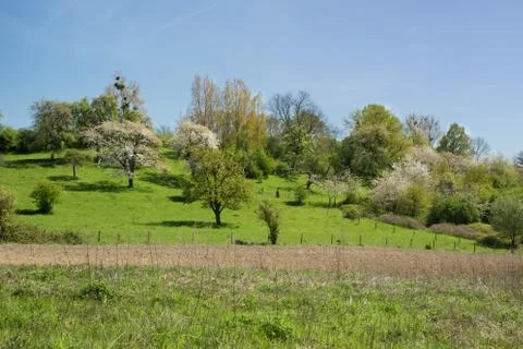 Typical landscape in Hesbaye Stock-Fotos