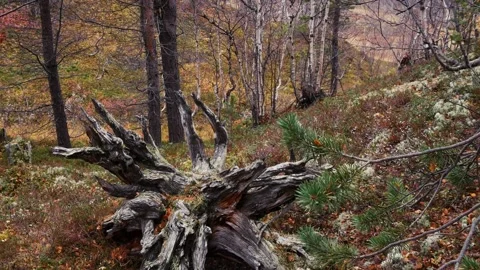 A typical landscape of the Lapland tundra Stock Footage 327815155