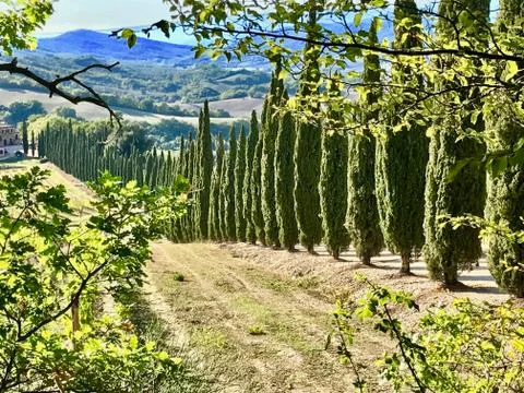 Typical landscape in Tuscany with cypress trees Stock Photos