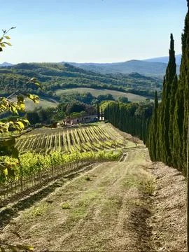 Typical landscape in Tuscany with cypress trees Stock Photos